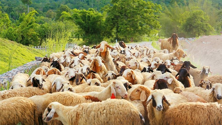 Απόφαση Ένταξης των δικαιούχων στο Μέτρο 22 για την ενίσχυση της κτηνοτροφίας
