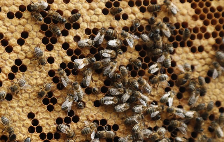 Προστασία των μελισσών από κακή χρήση των φυτοφαρμάκων