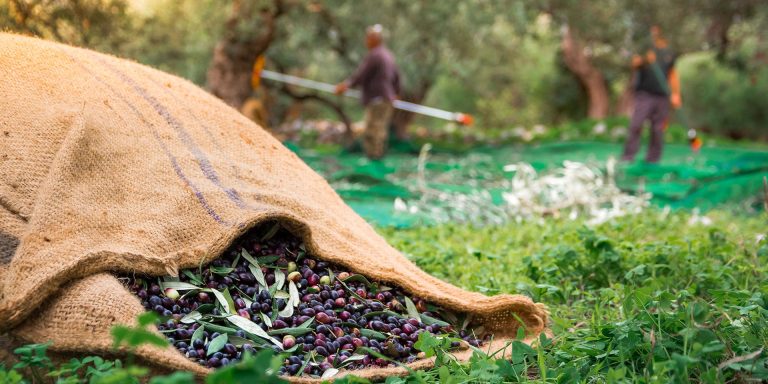 Ινστιτούτο Ελαιοκομίας: Μοχλός ανάπτυξης για τη Λακωνία και την Πελοπόννησο