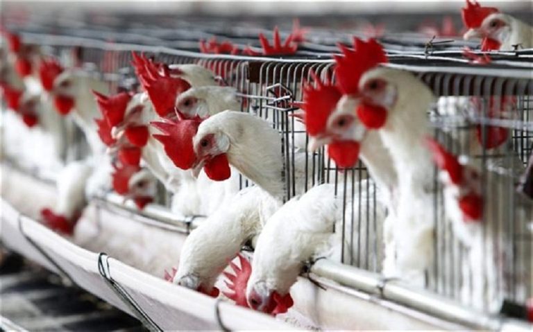 Επιλύεται οριστικάτο πρόβλημα αδειοδότησης των υφιστάμενων πτηνοτροφικών μονάδων