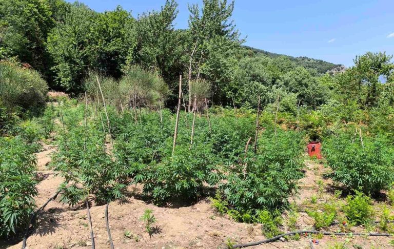 Φυτεία κάνναβης “μαμούθ” στη Σπάρτη – 1.828 Δενδρύλλια με κέρδη 3,6 Εκατ. Ευρώ!