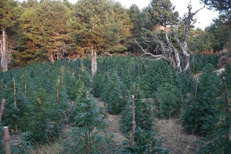 Φυτεία -2.002- δενδρυλλίων κάνναβης εντοπίσθηκε στην Κορινθία