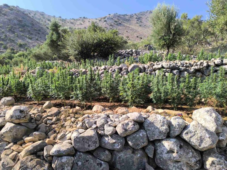 Εξάρθρωση εγκληματικής ομάδας: Φυτεία 2.257 δενδρυλλίων κάνναβης στη Μάνη – Τέσσερις συλλήψεις