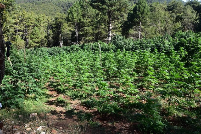 Εντοπίστηκε φυτεία 2.012 δενδρυλλίων κάνναβης στην Κορινθία – Σε εξέλιξη οι έρευνες για τους καλλιεργητές