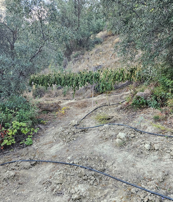 Φυτεία δενδρυλλίων κάνναβης εντοπίσθηκε στη Κορινθία
