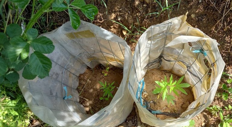 Κατασχέσεις ναρκωτικών, όπλων και φυτών κάνναβης σε επιχειρήσεις της Αστυνομίας