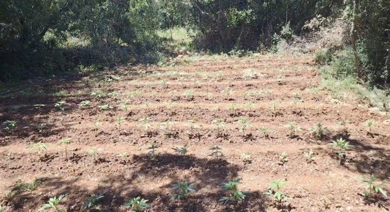 857 δενδρύλλια κάνναβης σε δασική περιοχή της Τρίπολης