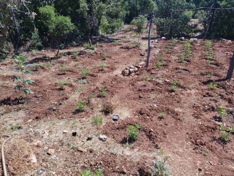 Φυτεία-μαμούθ 14 στρεμμάτων στην Αρκαδία – Προσδοκώμενα κέρδη άνω των 3,1 εκατ. ευρώ