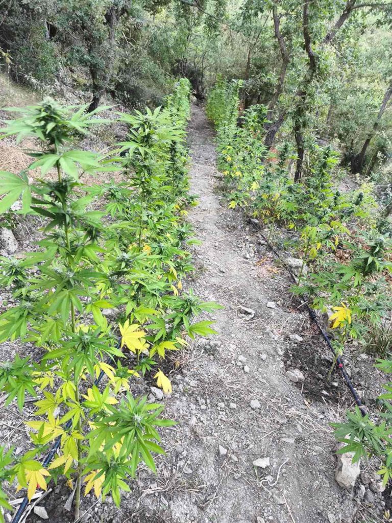 Δασική περιοχή έκρυβε φυτεία κάνναβης με 280 δενδρύλλια