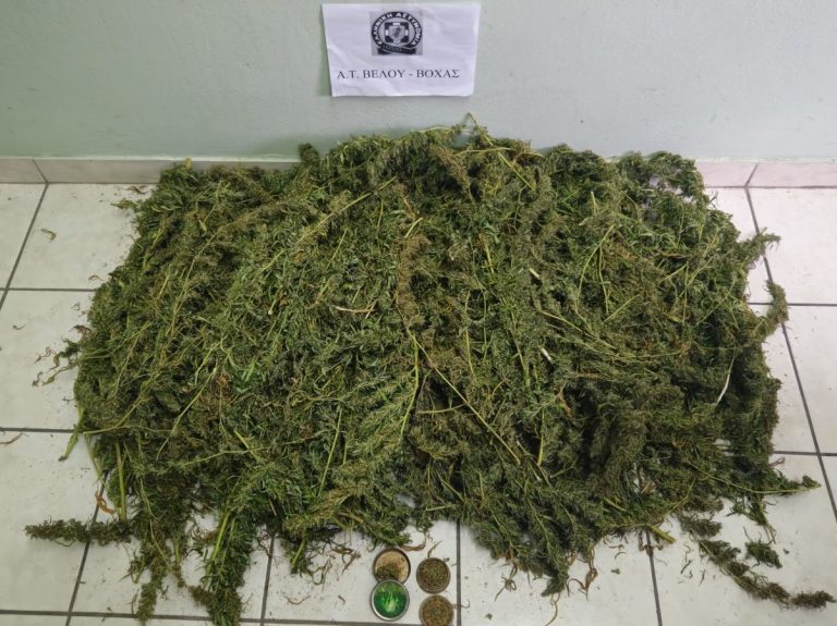 Έρευνα σε αγροτεμάχιο στην Κορινθία έφερε στο φως πάνω από 7 κιλά κάνναβης